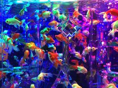 an aquarium filled with lots of different colored fish