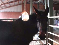 a black horse standing inside of a stall