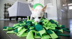 a small white dog chewing on a pile of green and yellow ruffles in a living room