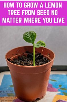 a potted plant sitting on top of a table with the words how to grow a lemon tree from seed no matter where you live