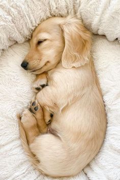 A small puppy cuddling up into a croissant shape on a tan best friends by sheri donut bed Daschund Puppies, Cute Dogs Images, Very Cute Puppies, Super Cute Puppies, Cute Animals Puppies, Very Cute Dogs, Weenie Dogs, Cute Little Puppies