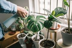 a woman is watering the plants in her houseplant pots on a window sill