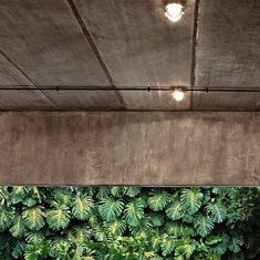 an indoor living room with plants growing on the wall and lights hanging from the ceiling