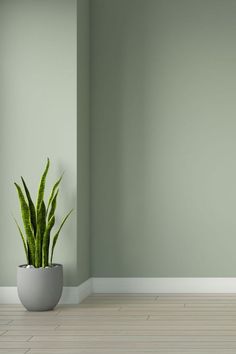 Oak Floors with Sage Wall Color Grey Floor Green Wall, Sage Wall Color, Scandi Hallway, Best Wall Paint, Light Green Walls, Green Wall Color, Green Painted Walls, Olive Green Walls, Green Accent Walls