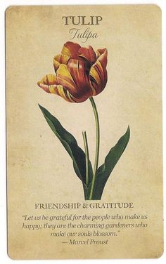 a card with an image of a tulip on it