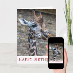 a giraffe is looking at a happy birthday card