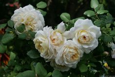 several white roses are blooming in the garden