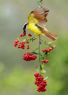 a yellow bird perched on top of a red berry covered tree branch with its wings open