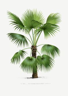 a palm tree with green leaves on a white background