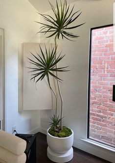 a large potted plant sitting on top of a wooden table next to a window