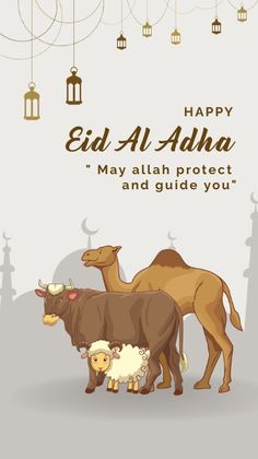 the eid al - adha greeting card is shown with two cows and three lambs