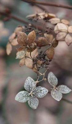 two white flowers are hanging from a branch