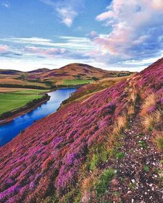 purple flowers growing on the side of a hill next to a body of water with mountains in the background