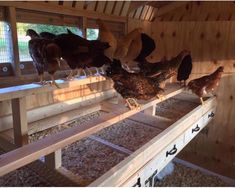 there are many chickens standing on the ledges in this barn, and one is looking at the camera