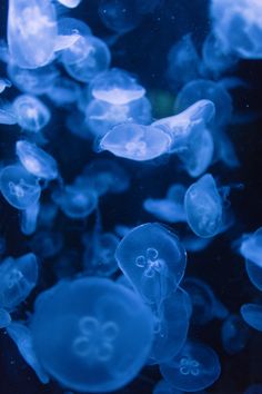 blue jellyfish swimming in the water together