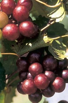 some grapes are hanging from the vine