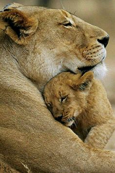 a baby lion cuddles with its mother