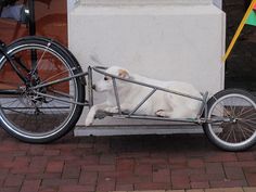 a white dog laying on the ground next to a bike with its front wheel attached