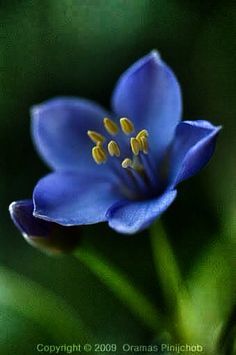 a blue flower with yellow stamens on it's center and green leaves in the background