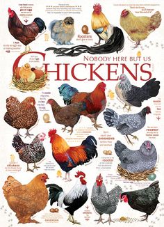 a poster with different types of chickens on it's sides and the words, nobody here but chickens