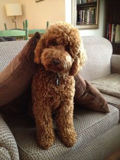 a brown dog sitting on top of a couch next to a book case and pillow