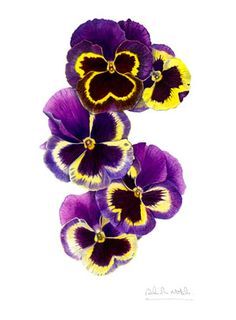 three purple and yellow pansies on a white background