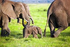 an adult elephant and two baby elephants walking in the grass with their trunks touching each other