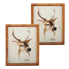 two framed pictures of deer with antlers on the front and back of their heads