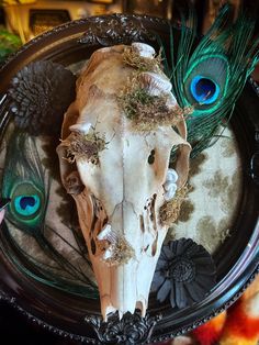 an animal skull with some feathers on it