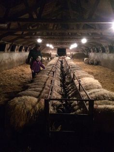 sheep are being herded in an enclosed area at night with lights shining on them