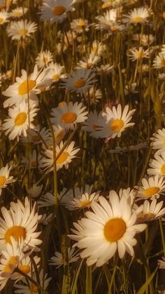 a field full of white and yellow daisies