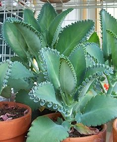 PRICES MAY VARY. Title: 1 Seedling with Roots of Mexican Hat Plant, Kalanchoe,. Product Type: Categories > Gardening & Lawn Care > Plants, Seeds & Bulbs > Flowers Mexican Hat Plant, Mother Of Thousands, Kaktus Dan Sukulen, Interesting Plants, Easy Plants To Grow, Mexican Hat, Octopus Tentacles, Succulent Gardening