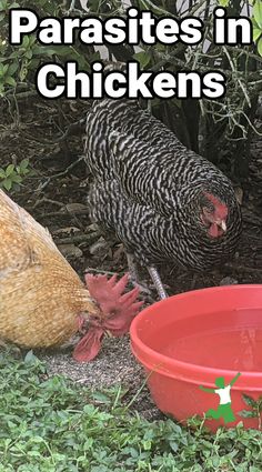 two chickens standing next to each other in front of a red bowl with the words parasites in chickens on it