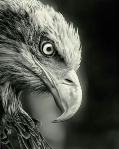 a black and white photo of an eagle's head with its beak open to the side