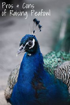 a blue and white peacock standing on top of a cement ground next to another bird