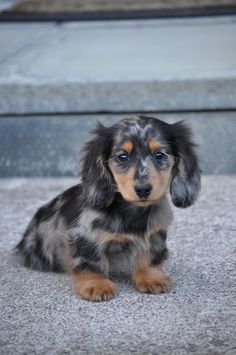 a small black and brown dog sitting on top of a carpeted floor next to steps