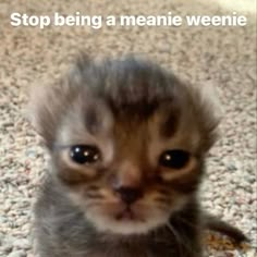 a small kitten sitting on top of a carpet