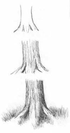 a pencil drawing of a tree trunk