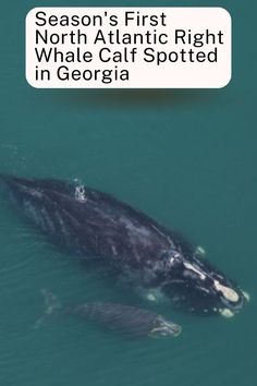 an image of a whale in the water with caption that reads season's first north atlantic right whale calf spotted in georgia