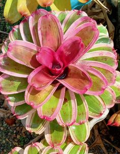 a pink flower with green leaves on it