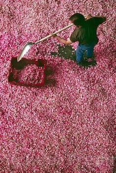 a man is shoveling through the pink carpet with a large metal scoop in front of him