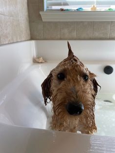 a wet dog sitting in a bathtub with his head sticking out from under the faucet