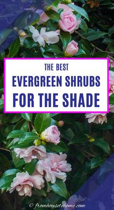 the best evergreen shrubs for the shade with pink flowers and green leaves in front of it