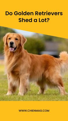 Do Golden Retrievers Shed a Lot He Shed, Breeds Of Dogs, Hair Shedding, Always Cold, Dog Shedding, Golden Retrievers, Dog Coats