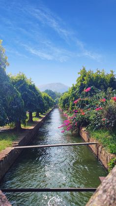 a river running through a lush green forest filled with trees and flowers on a sunny day