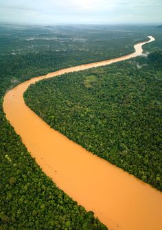 an aerial view of a river in the middle of a jungle with trees on both sides