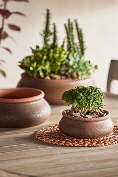 two potted plants sitting on top of a wooden table next to other planters