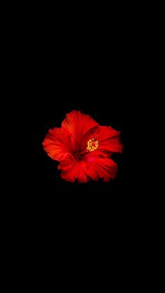 a red flower on a black background