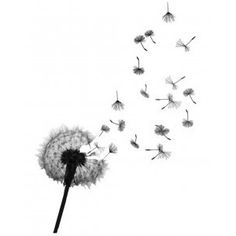 a dandelion blowing in the wind on a white background