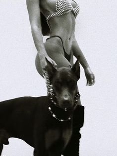 Doberman, Chain